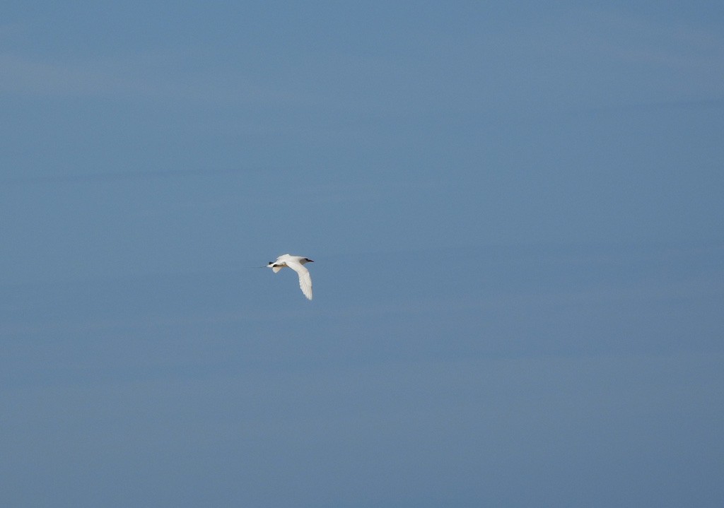Red-tailed Tropicbird - ML646735572