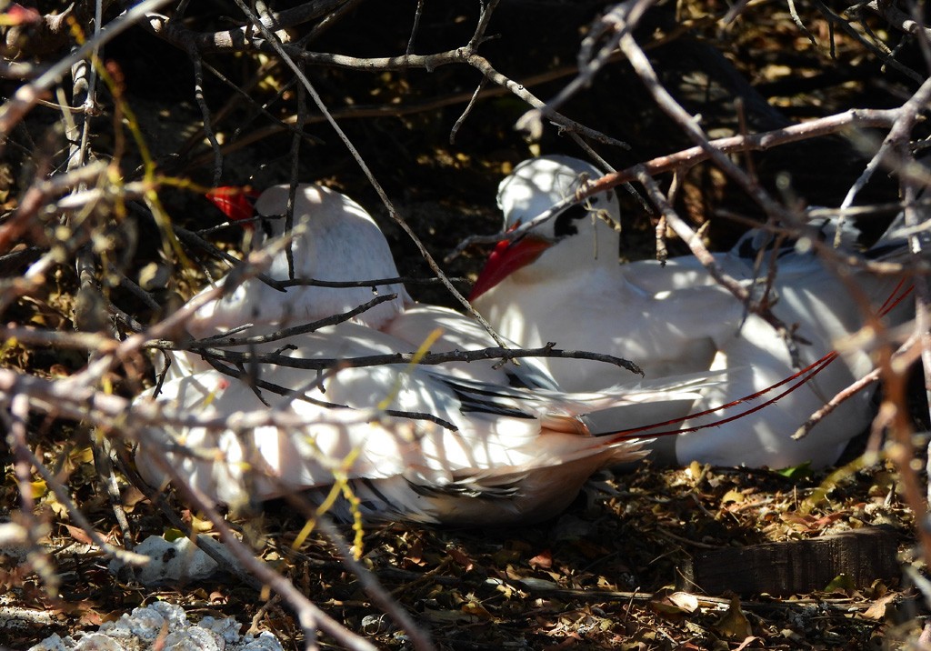 Red-tailed Tropicbird - ML646735573