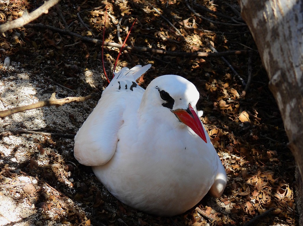 Red-tailed Tropicbird - ML646735575