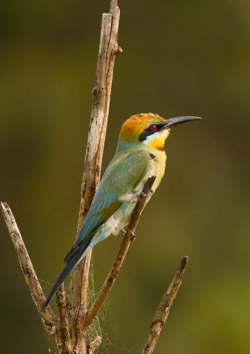 Rainbow Bee-eater - ML646735579