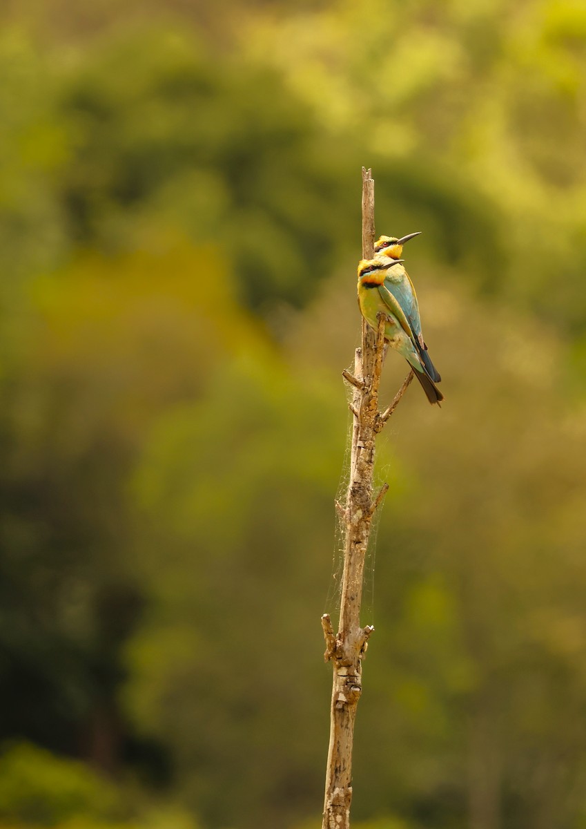 Rainbow Bee-eater - ML646735580