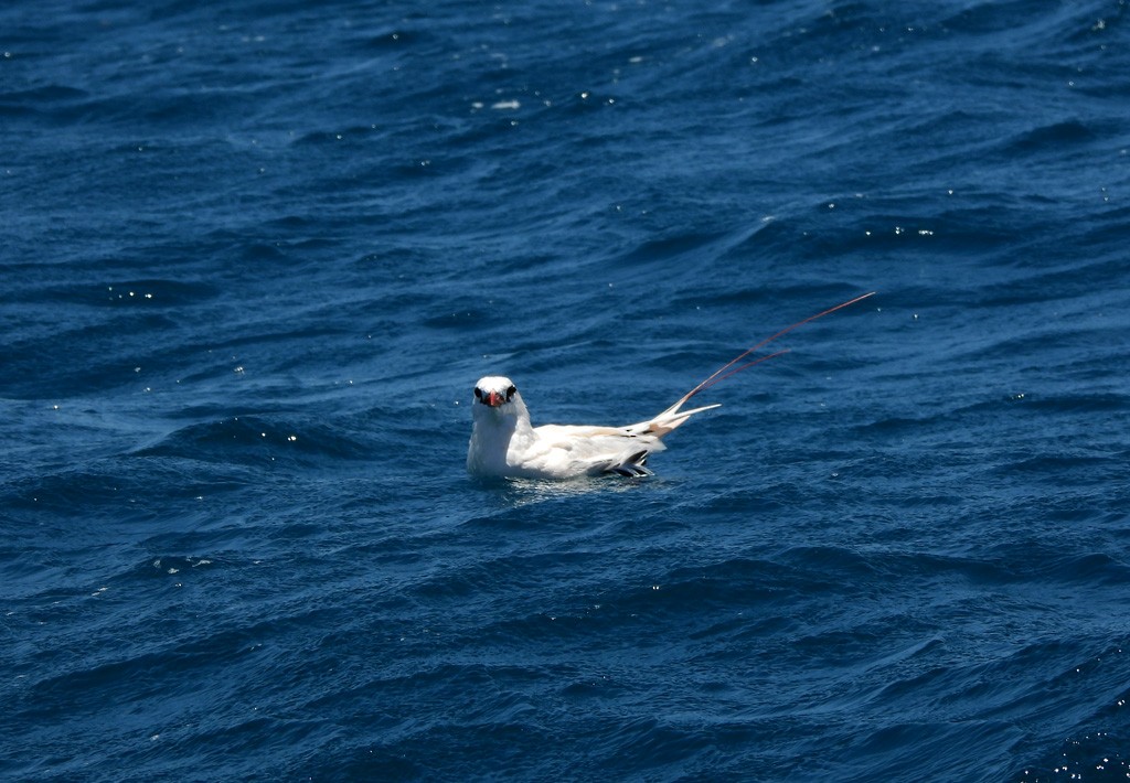 Red-tailed Tropicbird - ML646735581