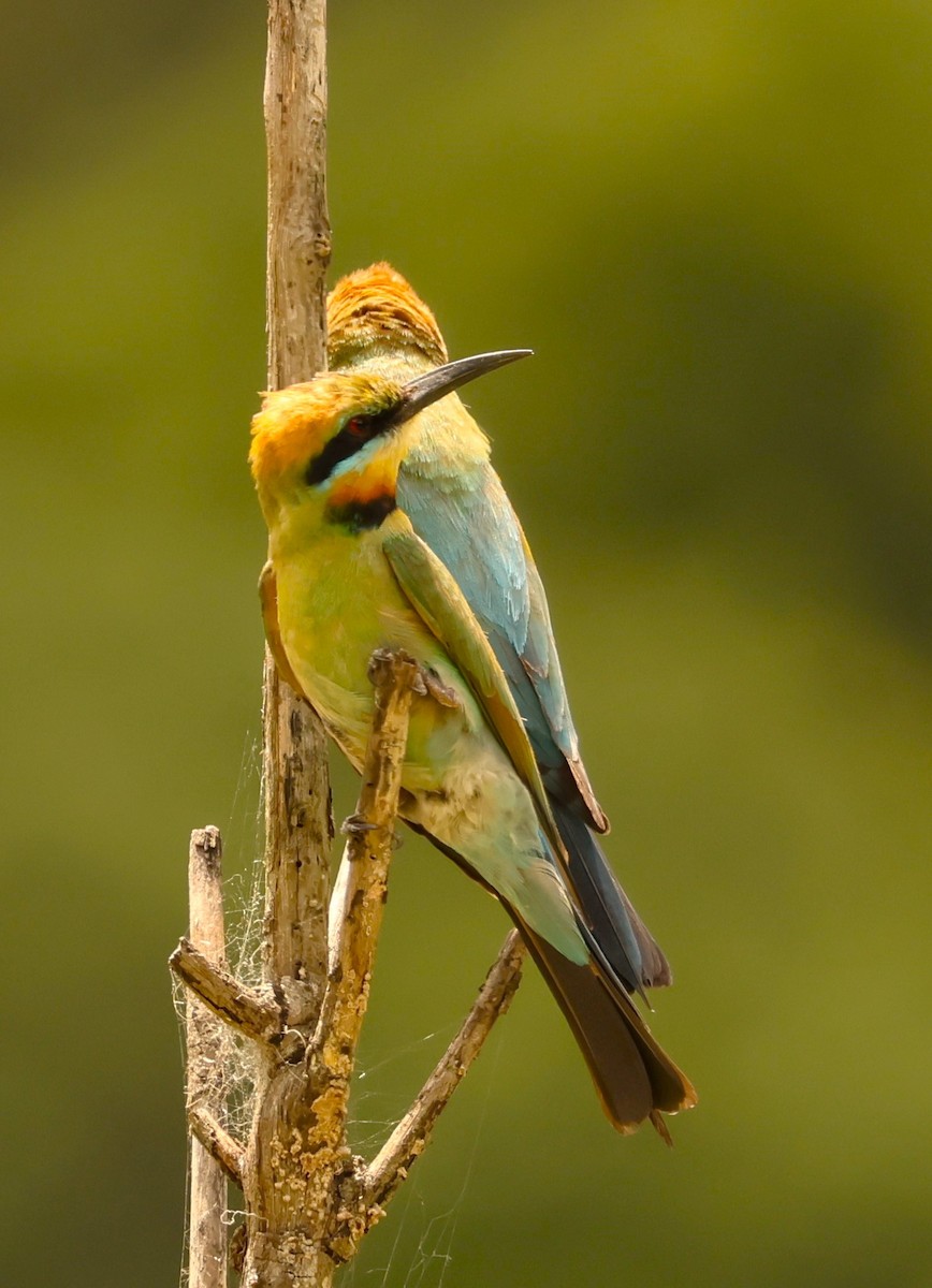 Rainbow Bee-eater - ML646735585