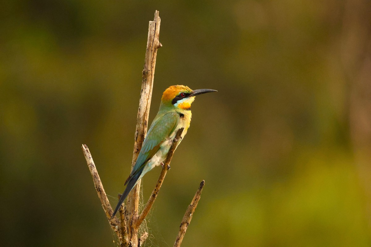 Rainbow Bee-eater - ML646735586