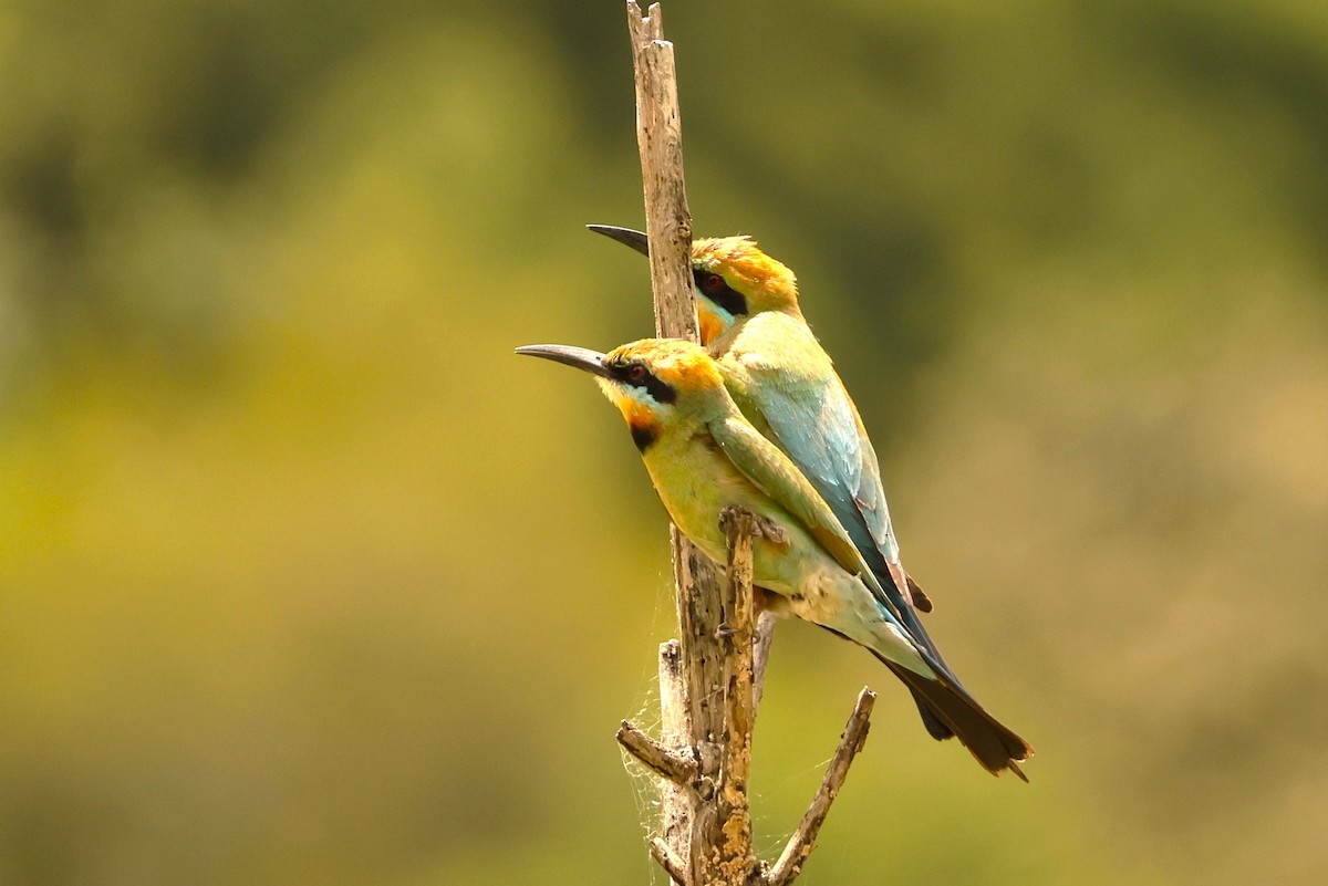 Rainbow Bee-eater - ML646735587