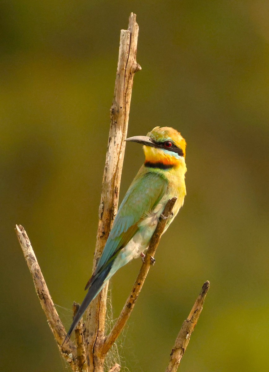 Rainbow Bee-eater - ML646735588