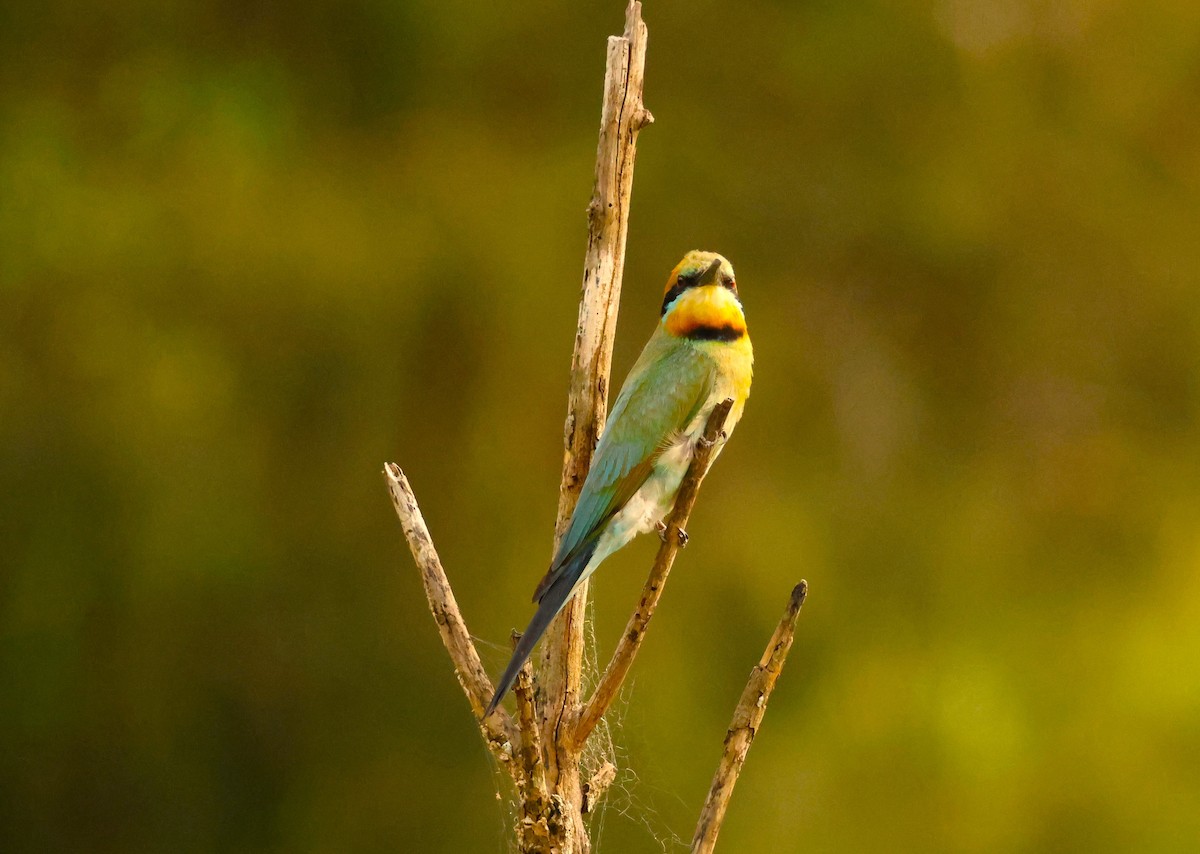 Rainbow Bee-eater - ML646735589