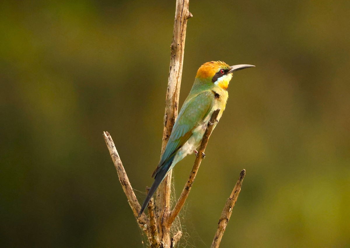 Rainbow Bee-eater - ML646735592