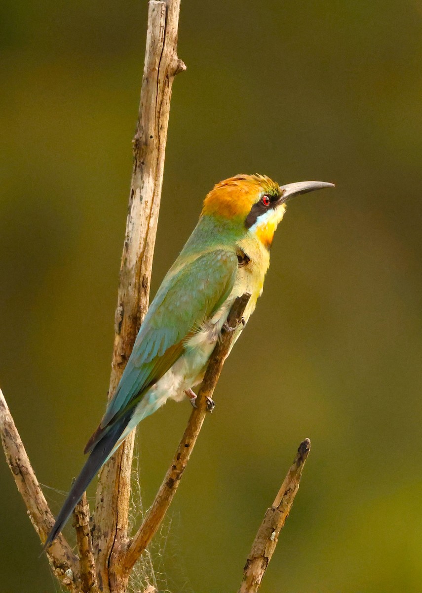 Rainbow Bee-eater - ML646735594