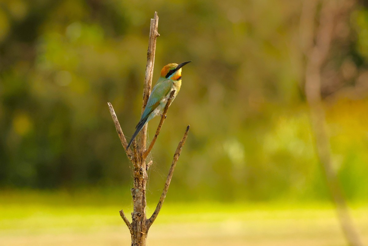 Rainbow Bee-eater - ML646735596