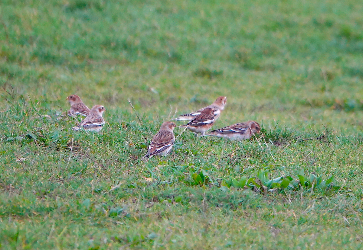 Snow Bunting - ML646735601