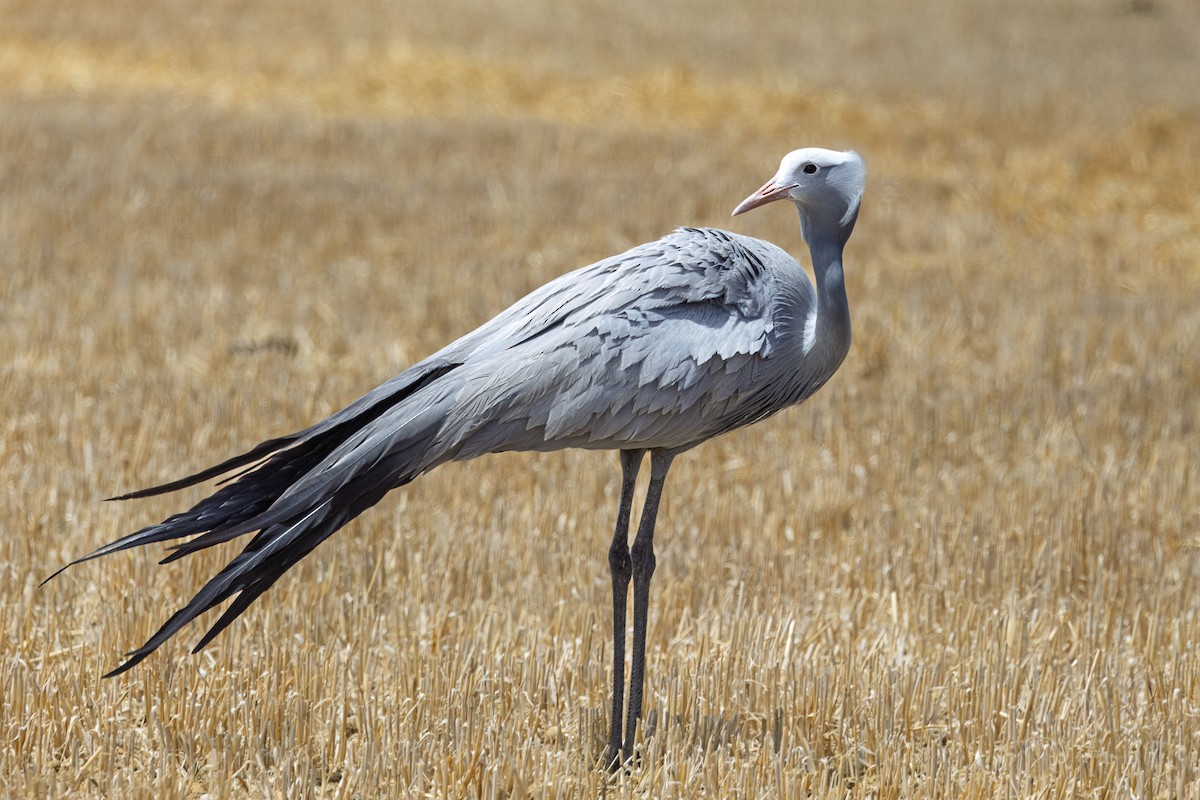 Blue Crane - ML646735602