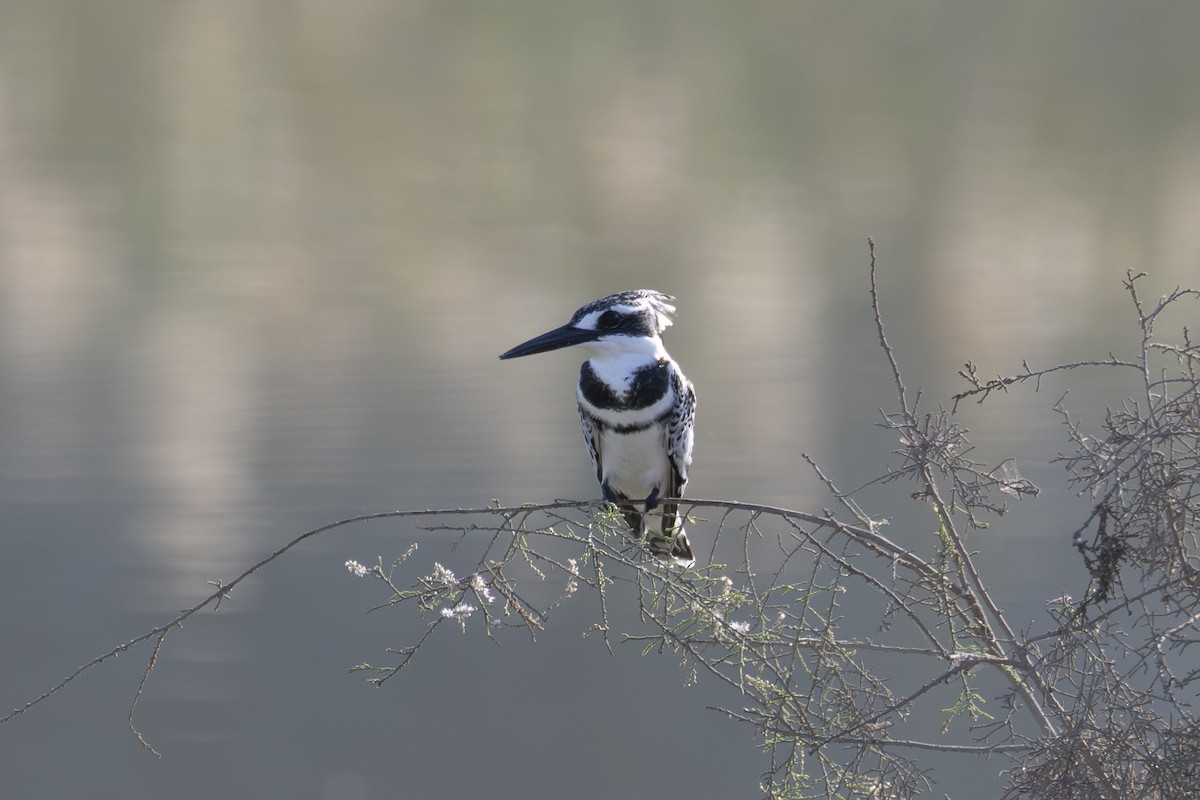 Martín Pescador Pío - ML646735607