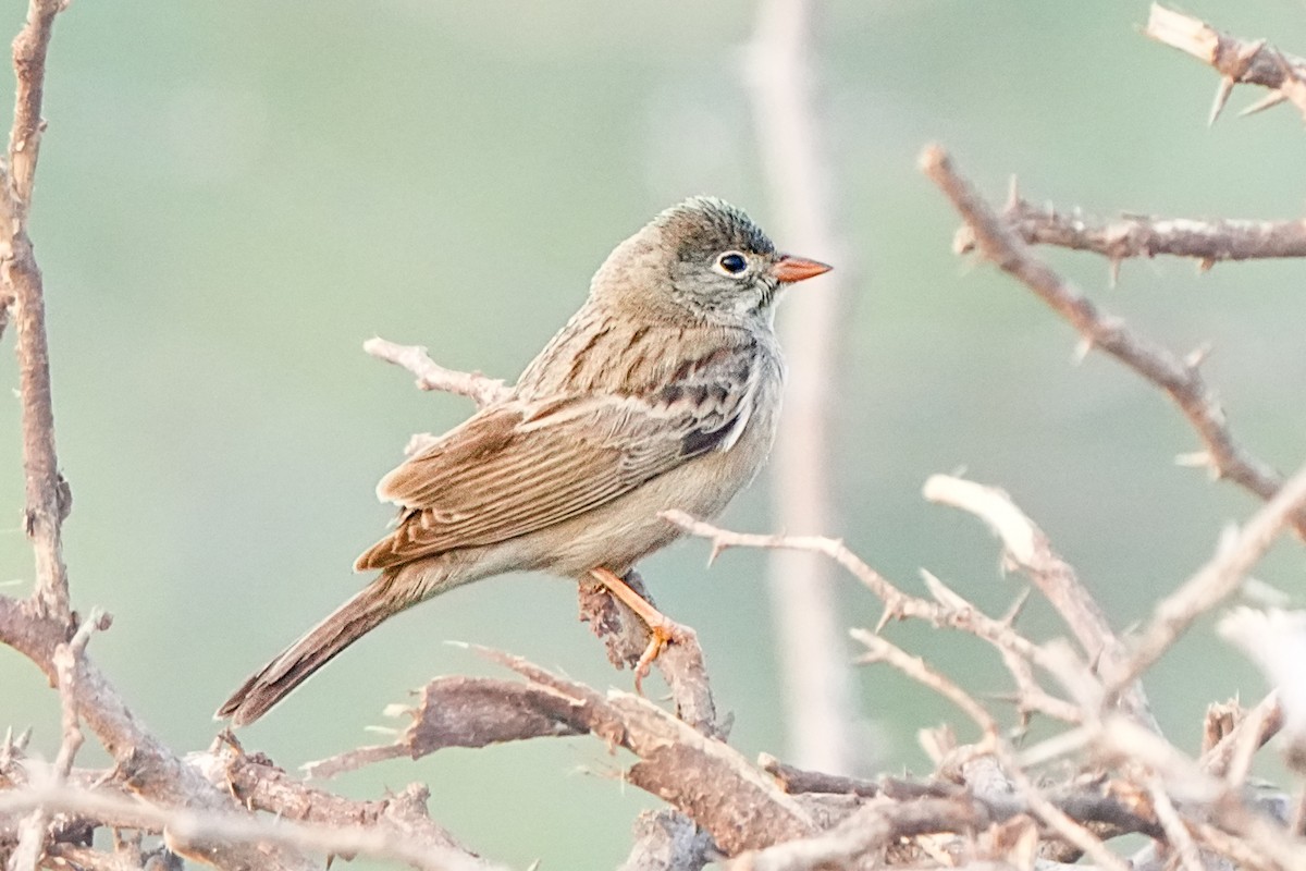 Gray-necked Bunting - ML646735608