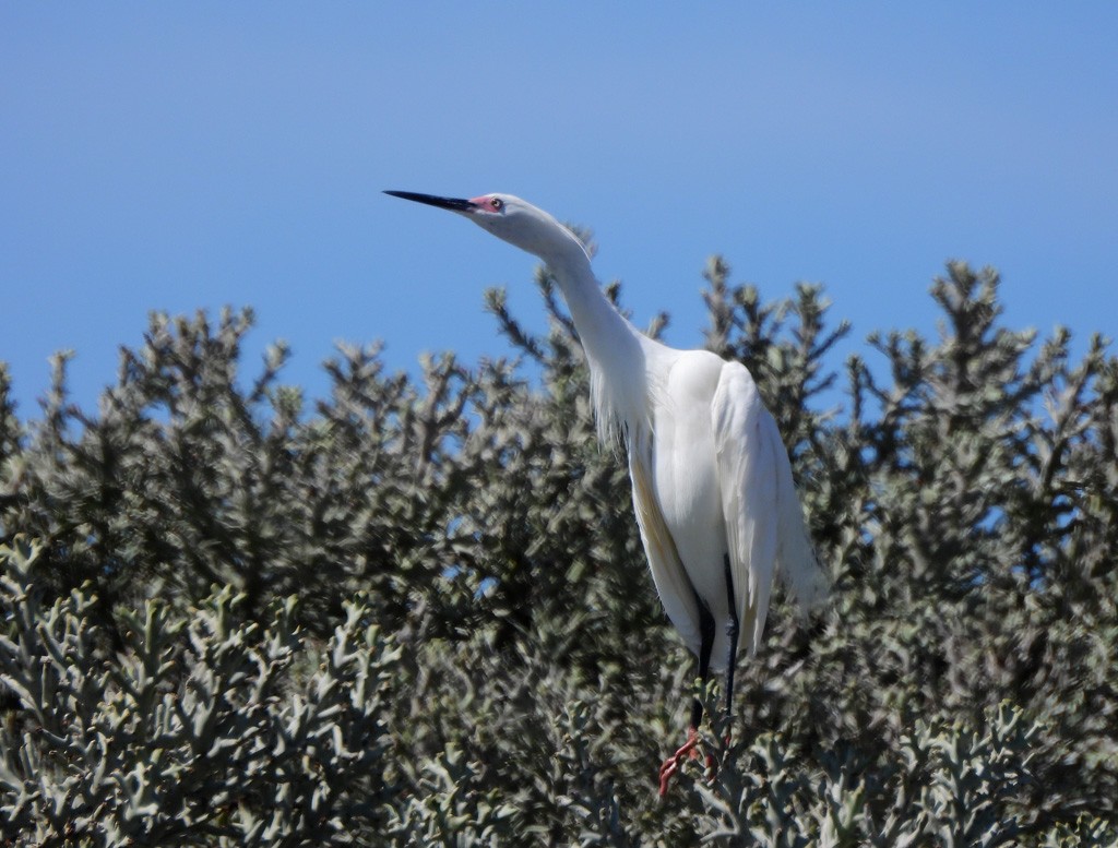 Little Egret - ML646735609