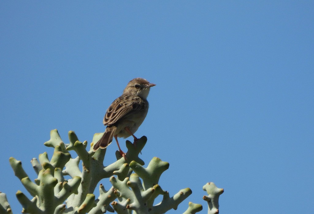 Madagascar Cisticola - ML646735620