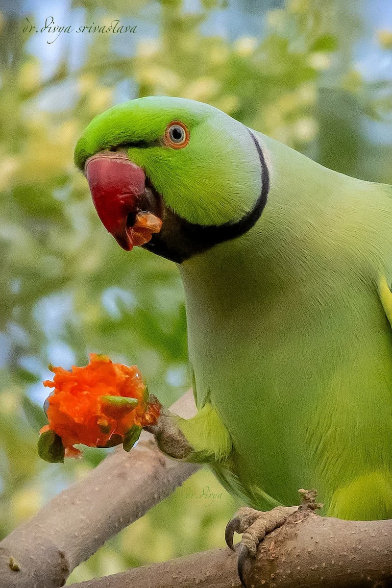 Rose-ringed Parakeet - ML646735621