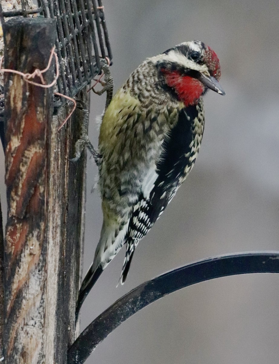 kanadasevjespett - ML646735624