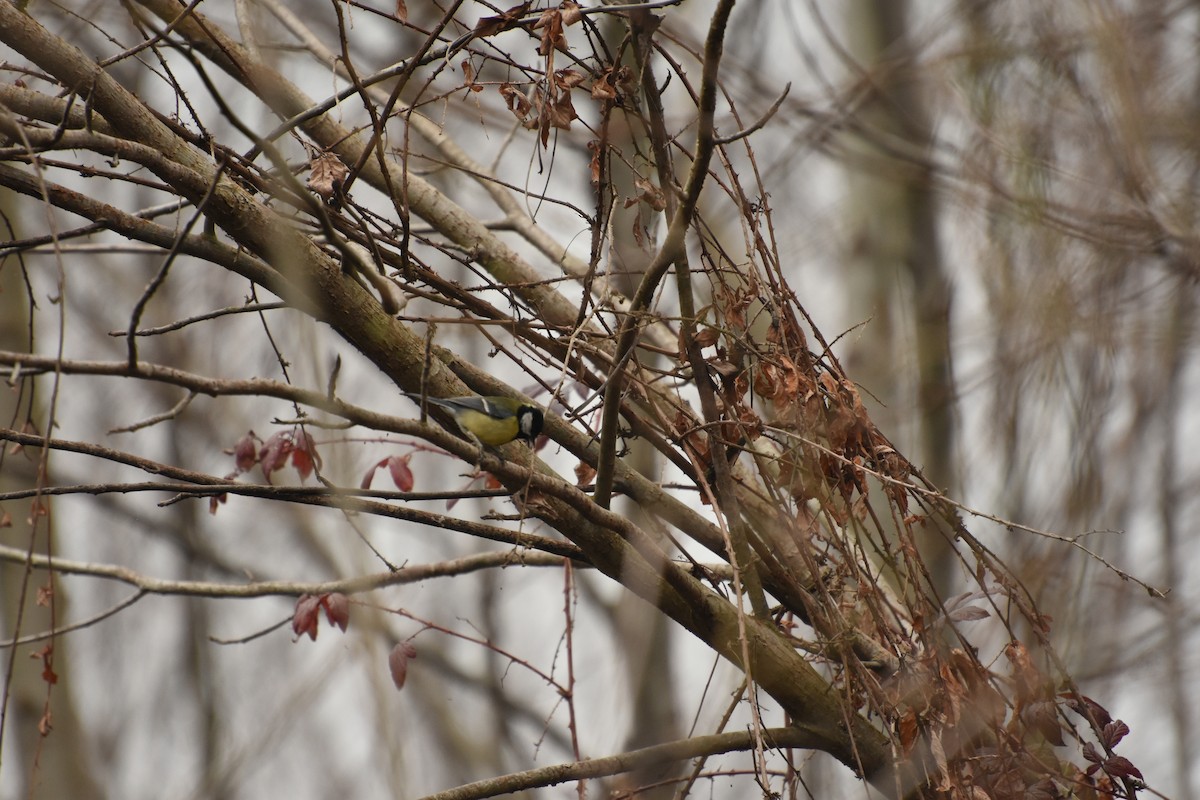 Great Tit - ML646735627