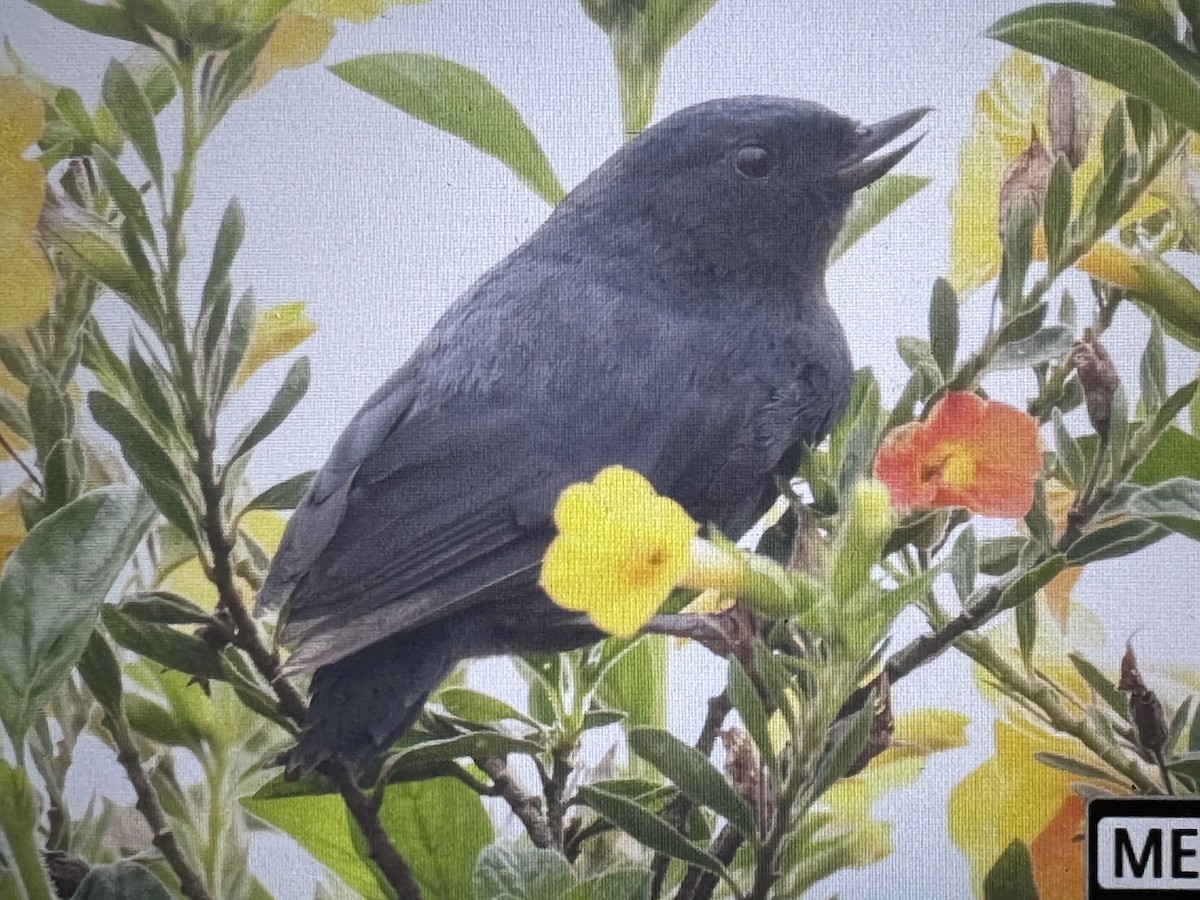 Percefleur à flancs blancs - ML646735630