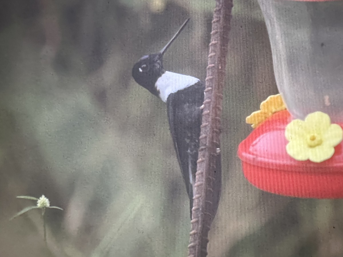 Inca à collier - ML646735632