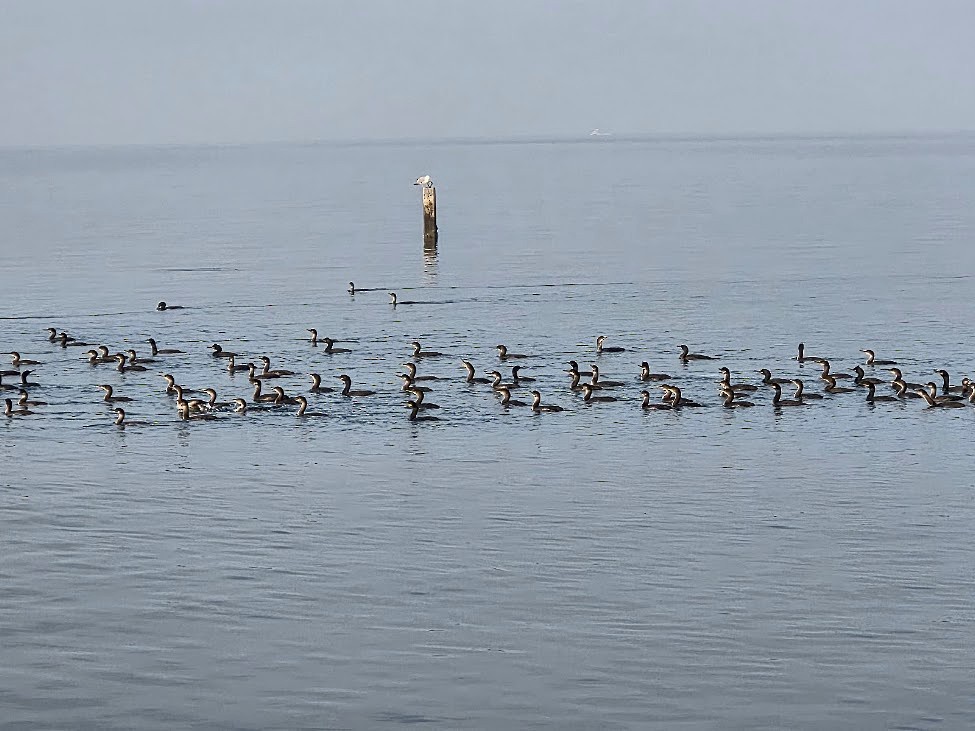 Great Cormorant - ML646735639