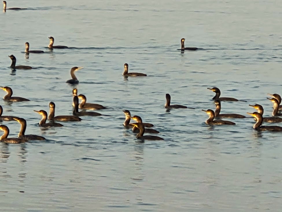 Great Cormorant - ML646735640