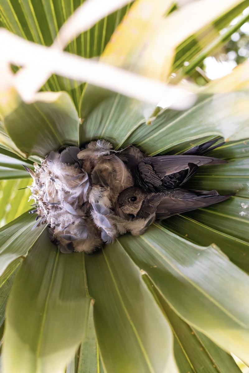 Fork-tailed Palm Swift - ML646735644