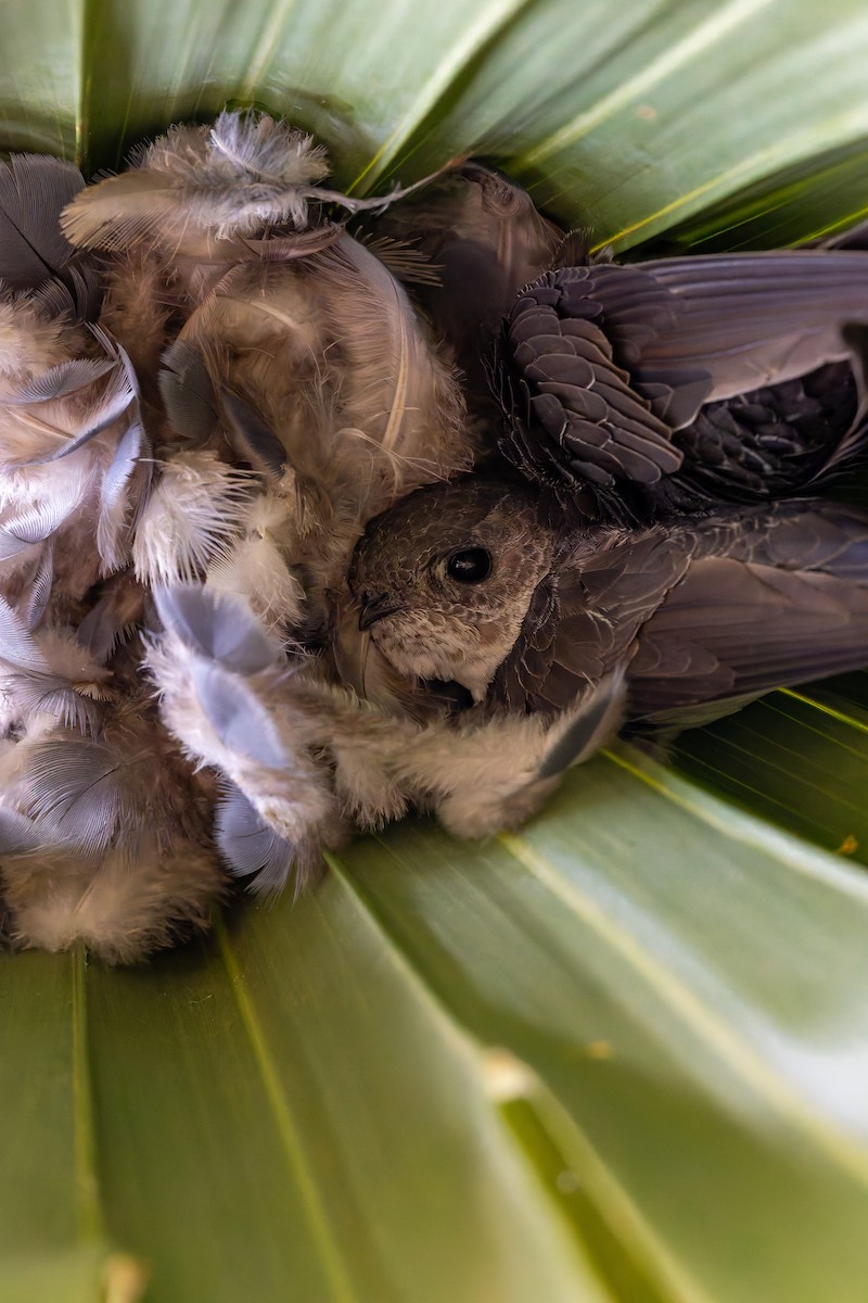 Fork-tailed Palm Swift - ML646735645