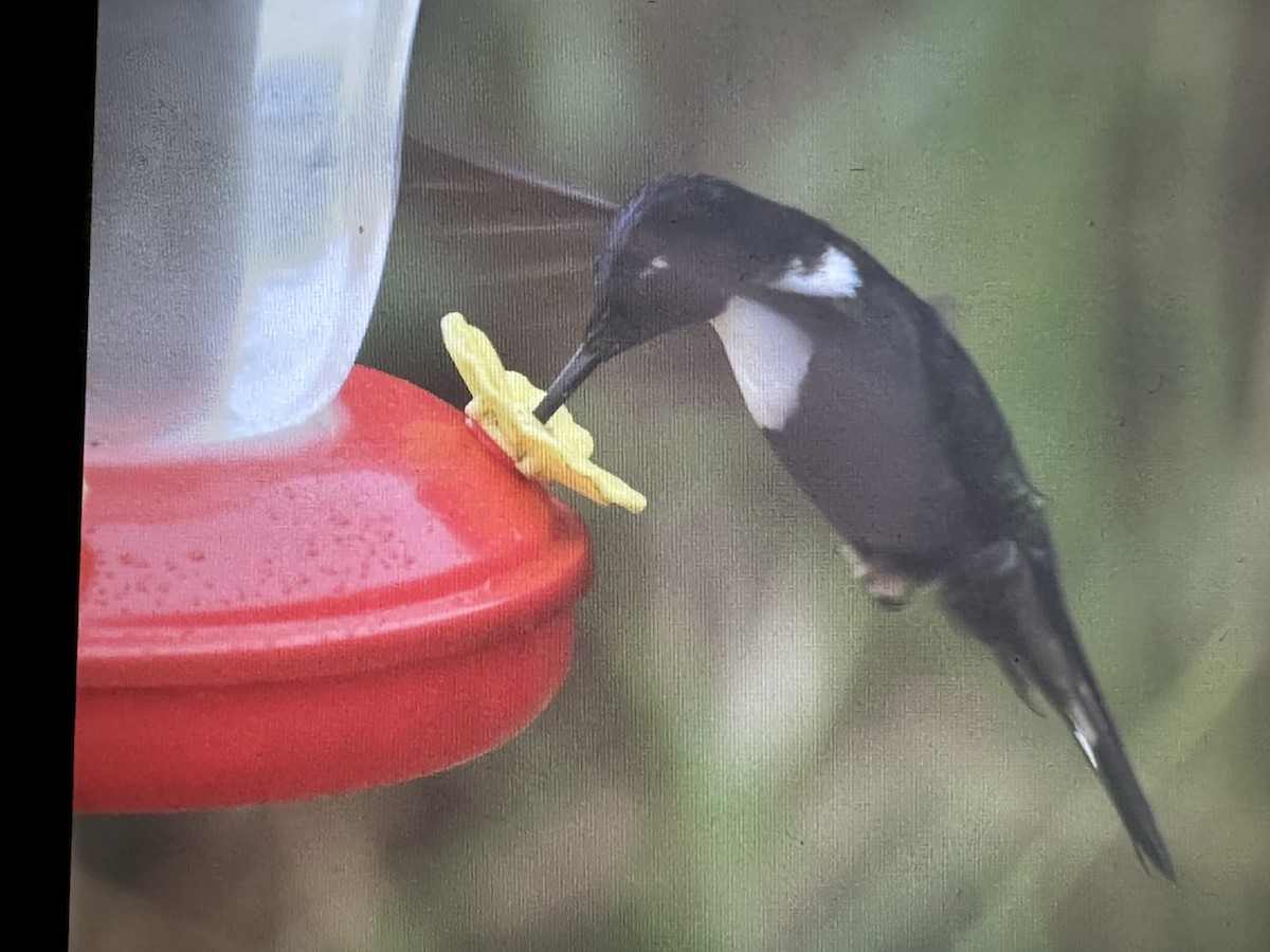 Inca à collier - ML646735646