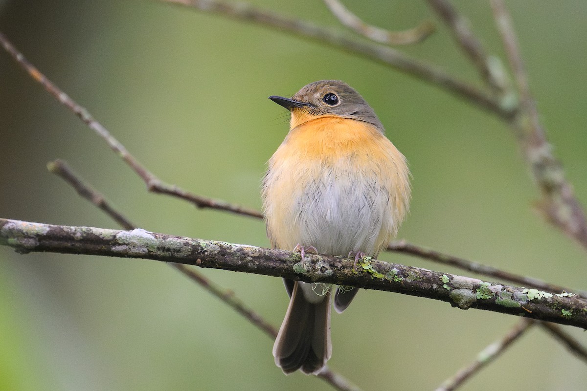 Hill Blue Flycatcher - ML646735658