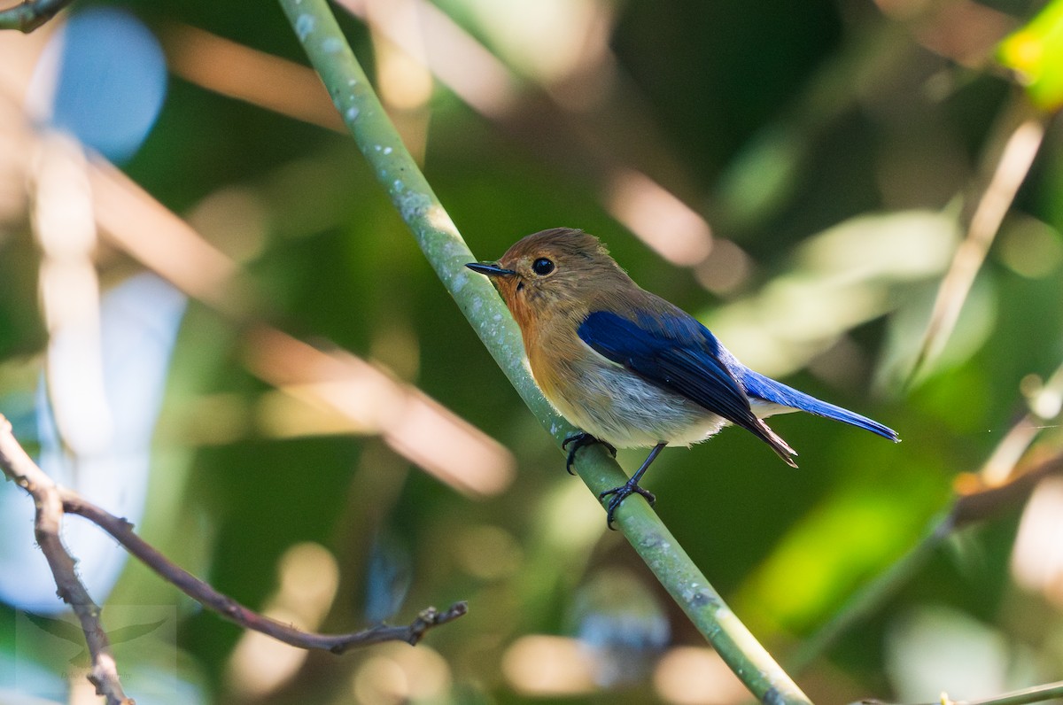 Sapphire Flycatcher - ML646735661