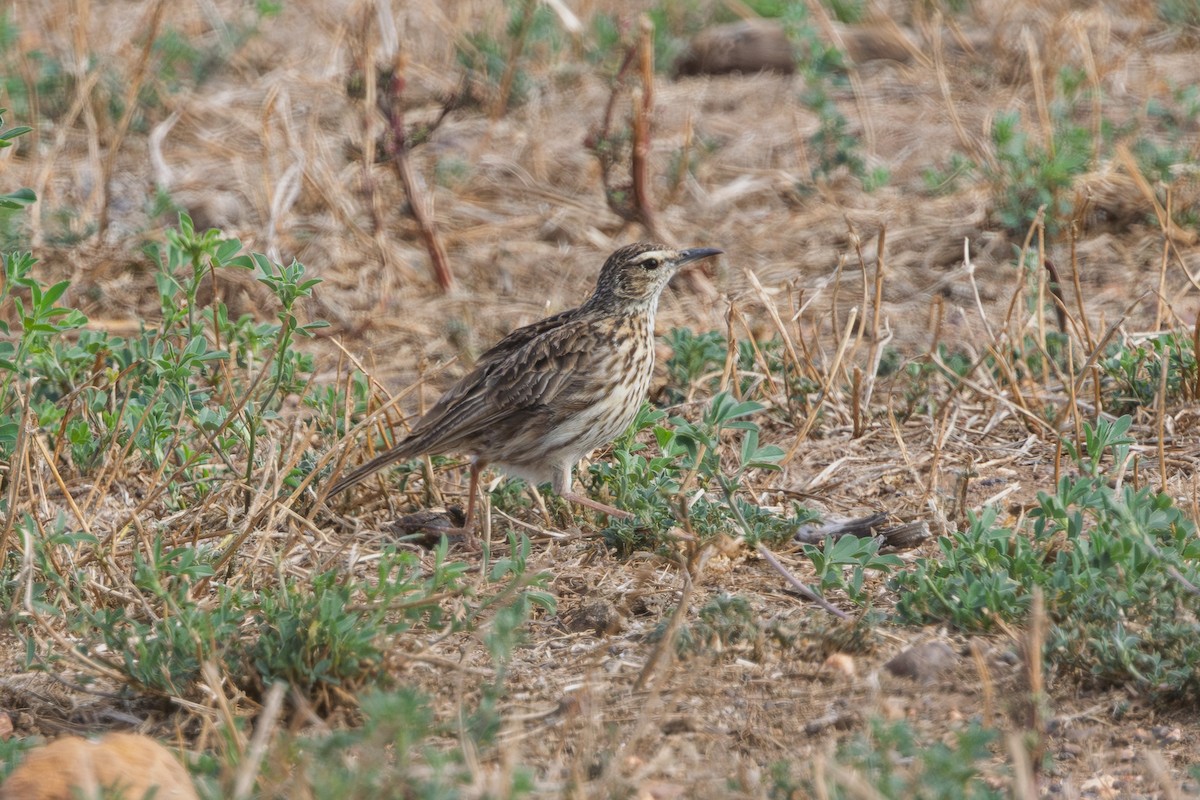 Cape Long-billed Lark - ML646735664
