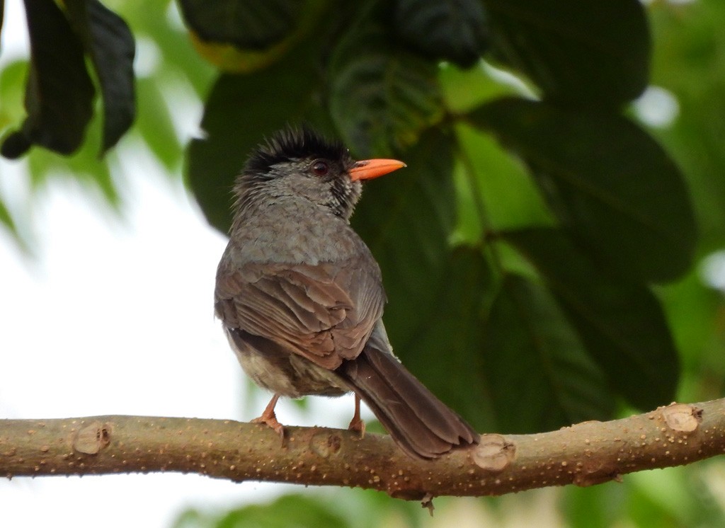 Malagasy Bulbul - ML646735665