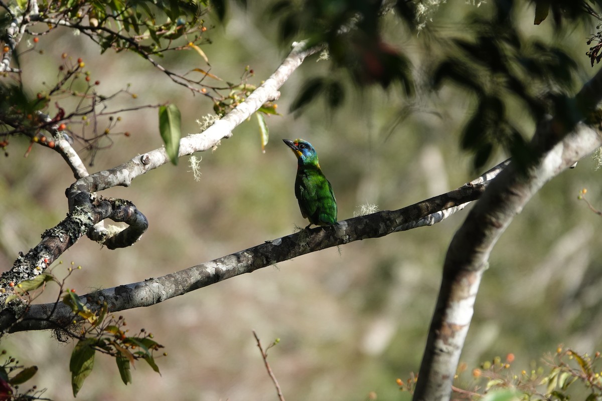 五色鳥 - ML646735667