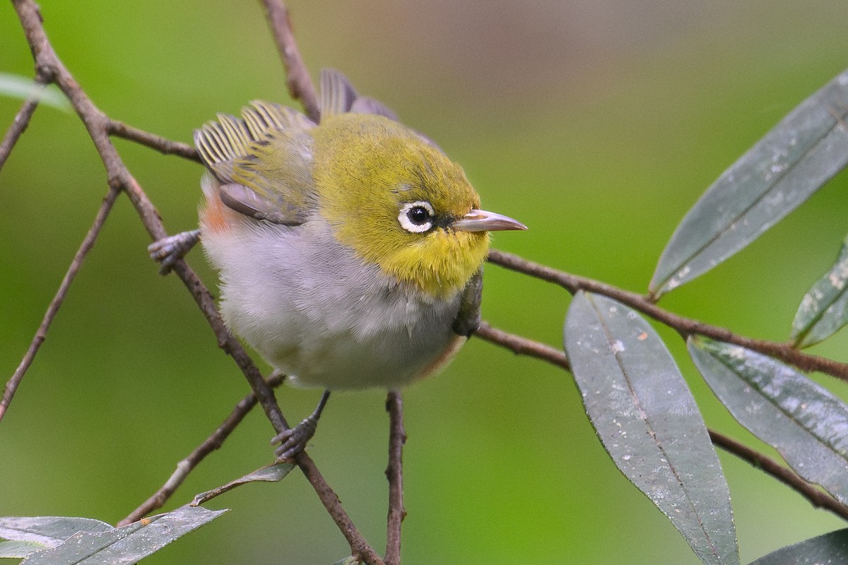 紅脇繡眼 - ML646735677