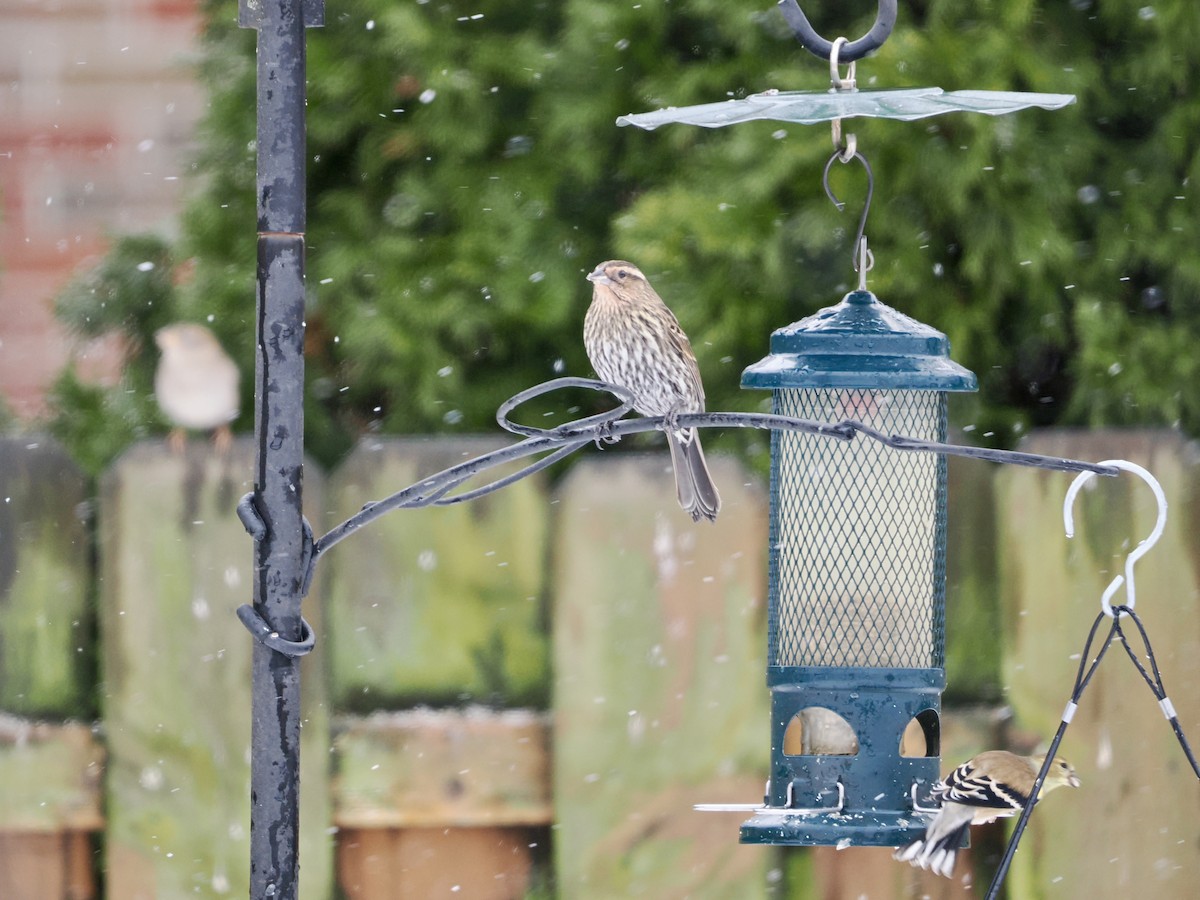 Red-winged Blackbird - ML646735681