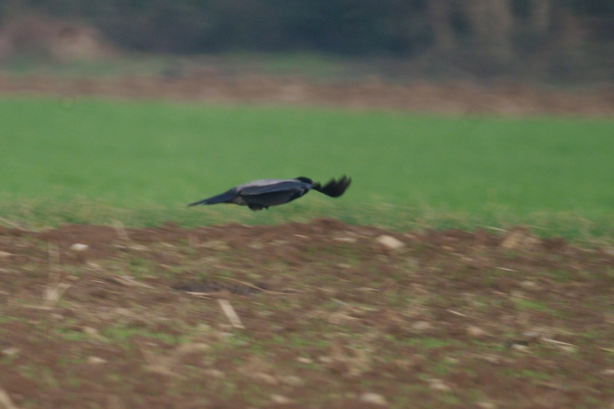 Hooded Crow - ML646735689