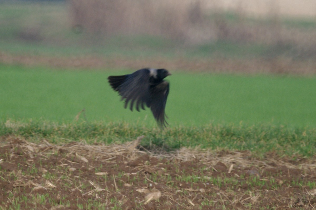 Hooded Crow - ML646735690