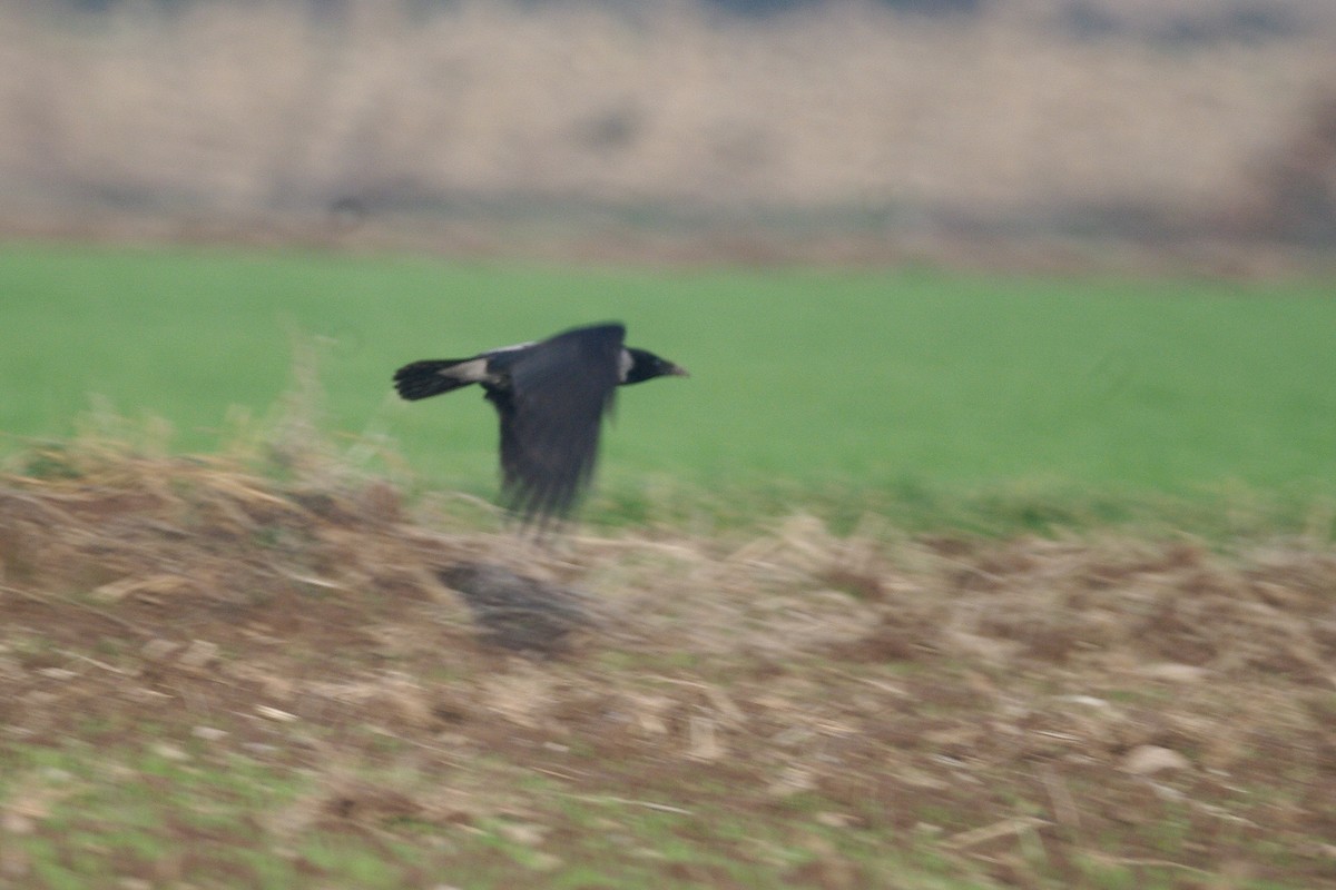 Hooded Crow - ML646735691
