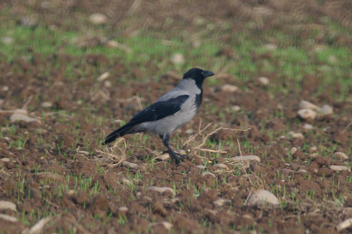 Hooded Crow - ML646735692