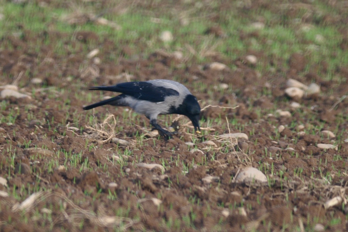 Hooded Crow - ML646735693