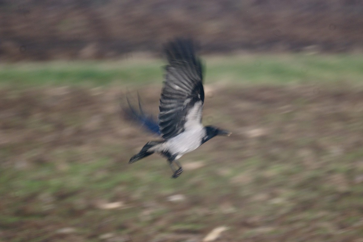 Hooded Crow - ML646735694