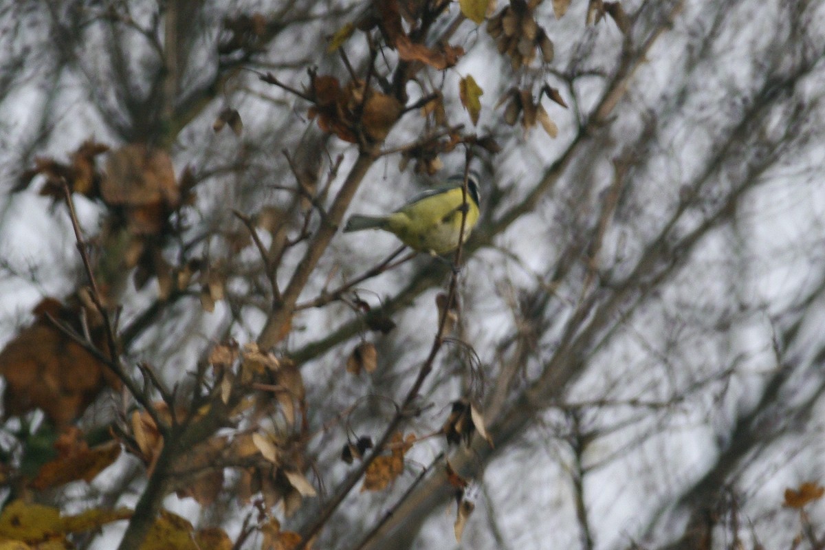 Eurasian Blue Tit - ML646735696