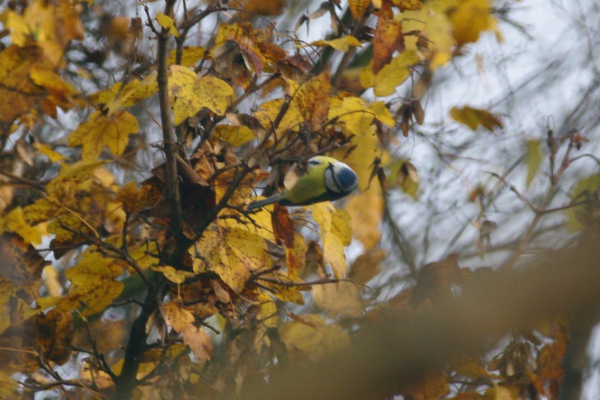 Eurasian Blue Tit - ML646735697