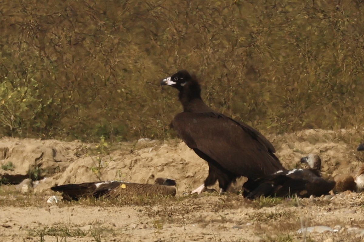 Cinereous Vulture - ML646735699