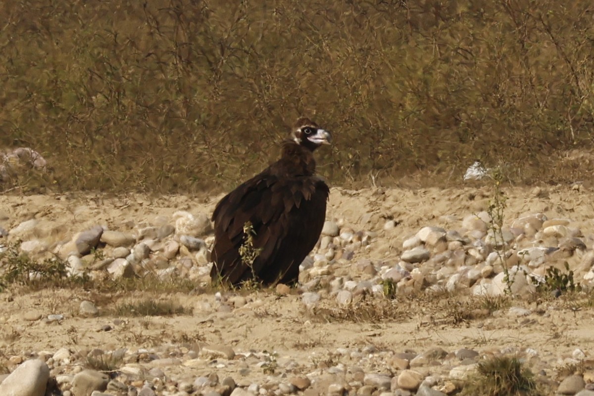 Cinereous Vulture - ML646735700