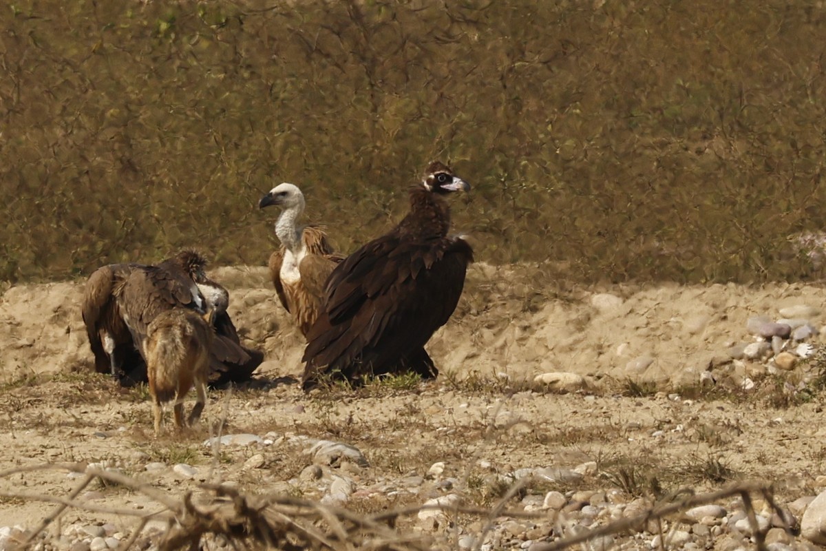 sup hnědý - ML646735701