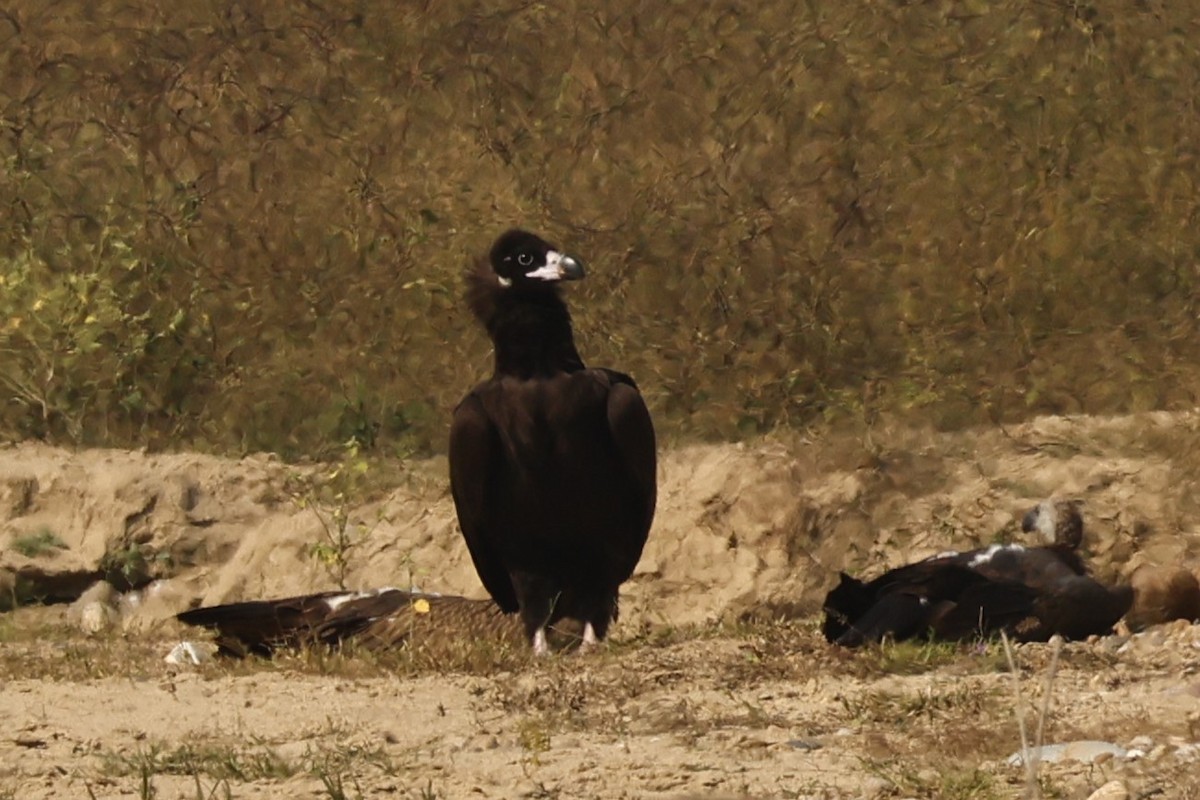 Cinereous Vulture - ML646735702