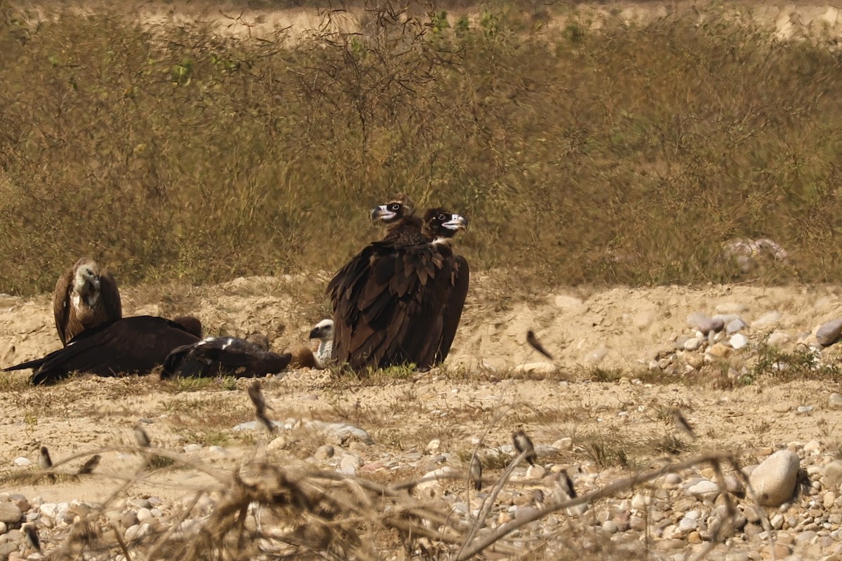 Cinereous Vulture - ML646735703